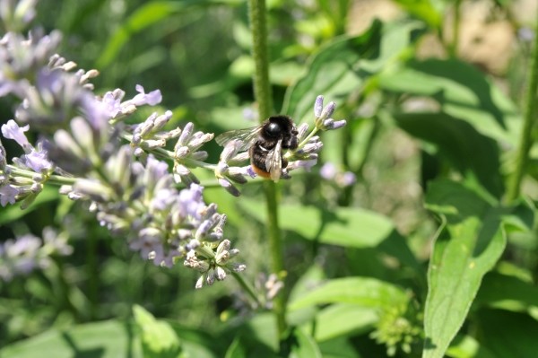 Lavendel ist ein Bienenmagnet, hilft damit die Artenvielfalt im Garten zu fördern