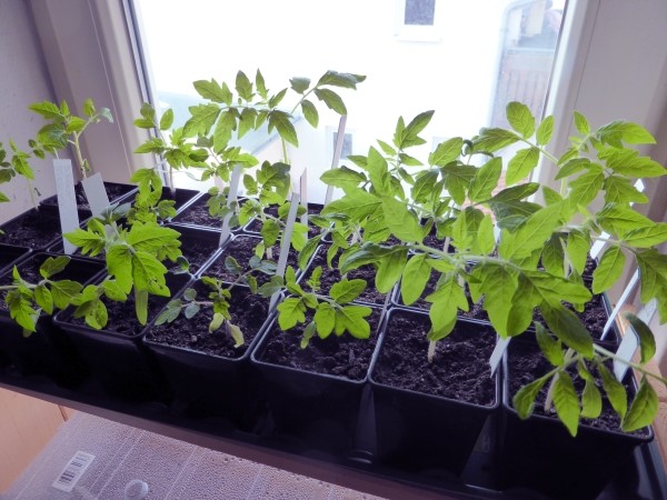 Aussaat im April und Tomaten selber ziehen, plfegen und wann pflanzen