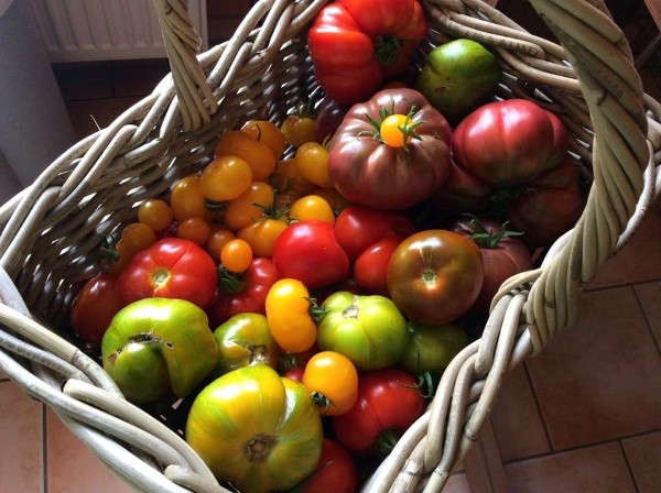 Alte Tomatensorten