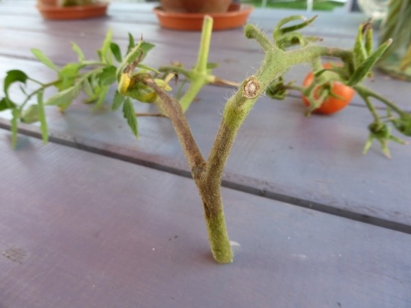 Krautfäule und Braunfäule an Tomaten erkennen, verhindern und Gegenmaßnahmen