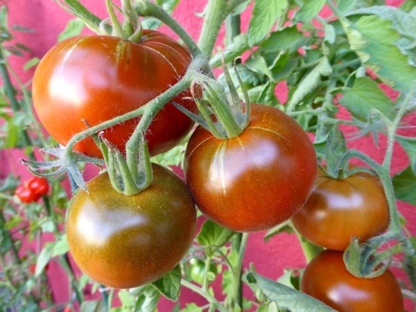 Tomatensamen selbst gewinnen ist einfach. Die Anleitung hierzu zeigt drei Methoden, um Tomatensamen zu gewinnen.